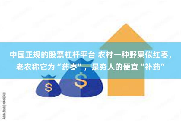 中国正规的股票杠杆平台 农村一种野果似红枣，老农称它为“药枣”，是穷人的便宜“补药”